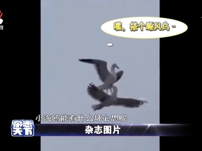 一只海鸥站在另外一只海鸥的背上