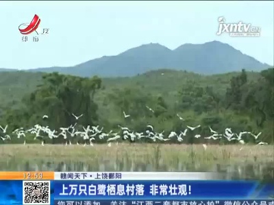 【赣闻天下】上饶鄱阳：上万只白鹭栖息村落 非常壮观！