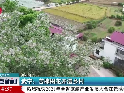 武宁：苦楝树花开漫乡村