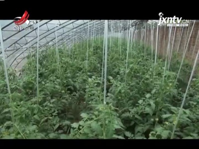 农博士大讲堂20210504 番茄叶霉病的防治