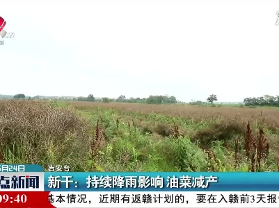 新干：持续降雨影响 油菜减产
