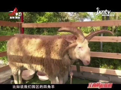 南昌：羊来了 世界名贵羊展亮相天香园