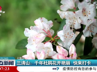 三清山：千年杜鹃花开艳丽 快来打卡