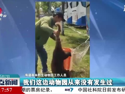江苏：小熊猫出逃想溜进旅游大巴被抓回