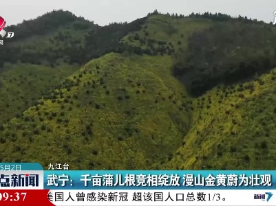 武宁：千亩蒲儿根竞相绽放 漫山金黄蔚为壮观