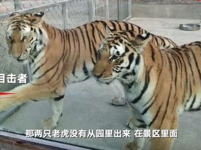 为何要击毙两只外逃老虎？河南淅川县公布处置细节
