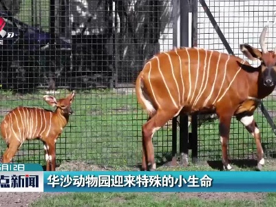 华沙动物园迎来特殊的小生命