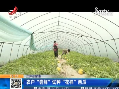 江苏张家港：农户“尝鲜”试种“花样”西瓜