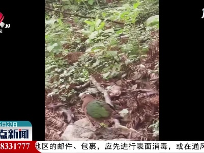 武夷山保护区再添鸟类新纪录-绿翅金鸠