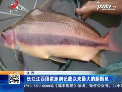 长江江西段监测到记载以来最大的胭脂鱼