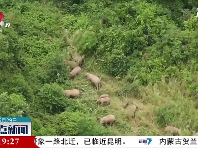 15头亚洲象进入云南峨山