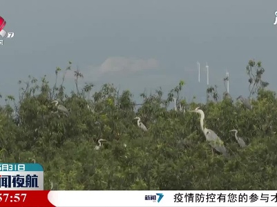 鄱阳湖畔：苍鹭晒翅醉游人
