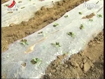 农博士大讲堂20210506 白玉春萝卜栽培技术