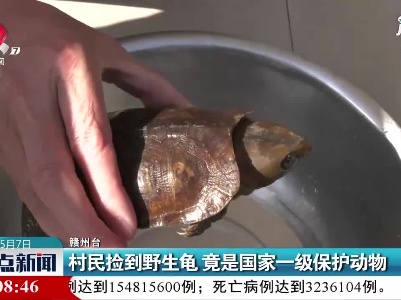 赣州：村民捡到野生龟 竟是国家一级保护动物