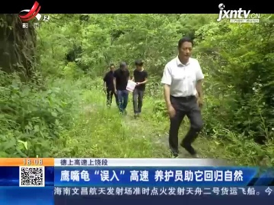 德上高速上饶段：鹰嘴龟“误入”高速 养护员助它回归自然