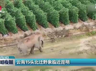 云南15头北迁野象临近昆明