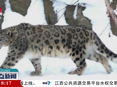 贺兰山重现国家一级保护动物雪豹身影