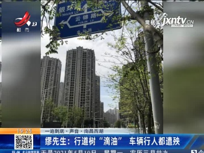 【一追到底·声音·南昌西湖】缪先生：行道树“滴油” 车辆行人都遭殃
