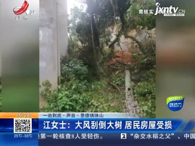 【一追到底·声音·景德镇珠山】江女士：大风刮倒大树 居民房屋受损