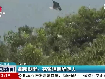 鄱阳湖畔：苍鹭晒翅醉游人