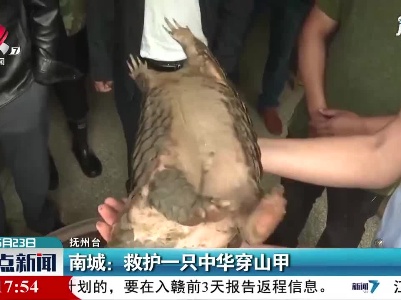 抚州南城：救护一只中华穿山甲