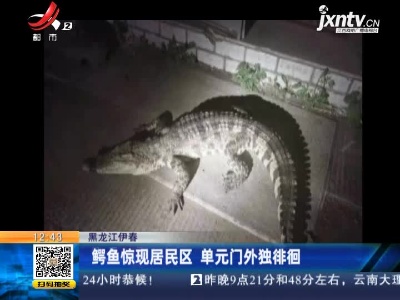 黑龙江伊春：鳄鱼惊现居民区 单元门外独徘徊