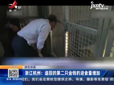 浙江杭州：追回的第二只金钱豹进食量增加