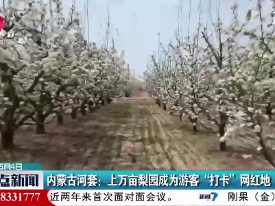内蒙古河套：上万亩梨园成为游客“打卡”网红地