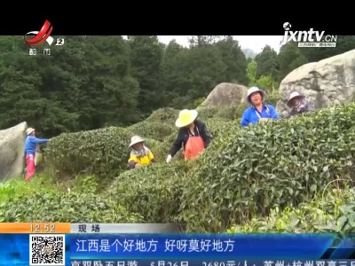 【赣闻天下】九江庐山：云雾飘茶香 茶农采茶忙
