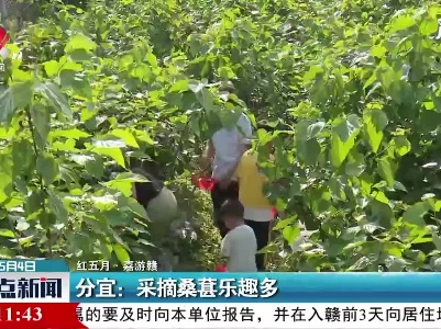 【红五月·嘉游赣】分宜：采摘桑葚乐趣多