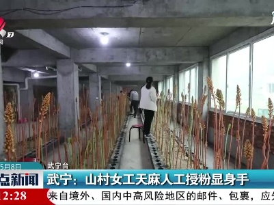 武宁：山村女工天麻人工授粉显身手