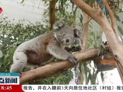 澳大利亚为考拉接种预防衣原体感染疫苗
