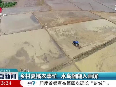 九江：乡村夏播农事忙 水鸟翩翩入画屏