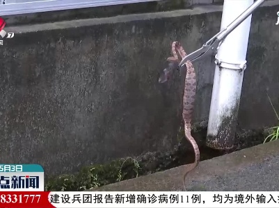 宜丰：毒蛇潜入村庄 野保人员及时处置