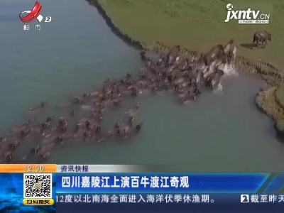 四川嘉陵江上演百牛渡江奇观