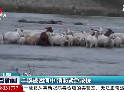 上饶：羊群被困河中 消防紧急救援
