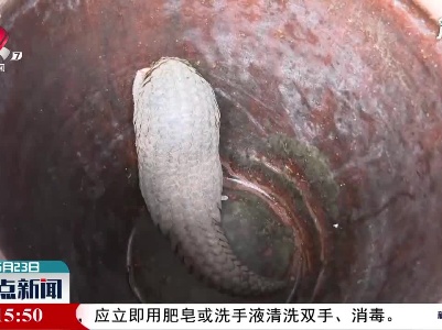 抚州南城：救护一只中华穿山甲