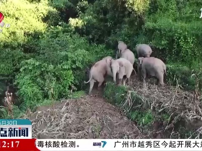 一路“象”北：亚洲象会攻击人类吗？