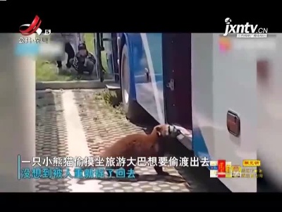 江苏：小熊猫溜上大巴被抓 网友的回应亮了！