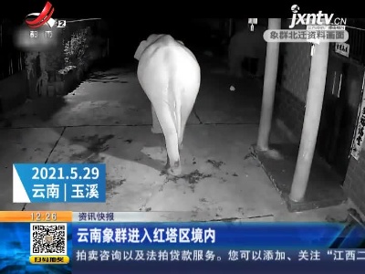 云南象群进入红塔区境内