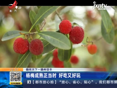 【赣闻天下】赣州信丰：杨梅成熟正当时 好吃又好玩