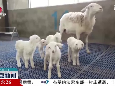 内蒙古“英雄羊妈妈”一胎产五崽