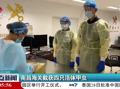 南昌海关截获四只活体甲虫