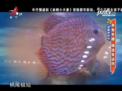 初夏的时光——养鱼有趣 挑选有诀窍