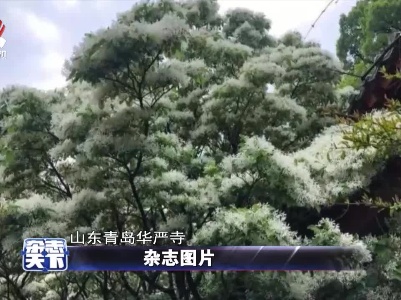 山东青岛华严寺 有一棵110年的流苏树