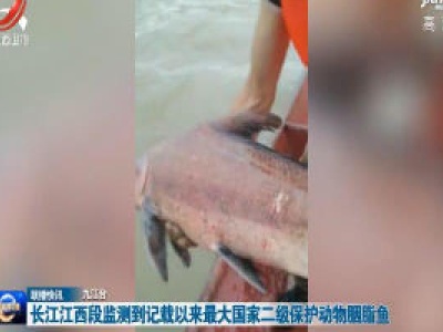 长江江西段监测到记载以来最大国家二级保护动物胭脂鱼