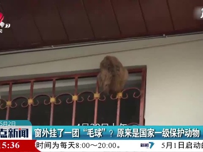云南：窗外挂了一团“毛球”？原来是国家一级保护动物