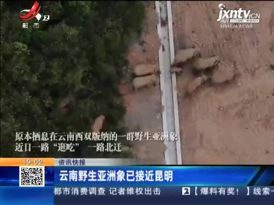 云南野生亚洲象已接近昆明