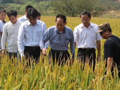 痛别！中国“杂交水稻之父”袁隆平逝世
