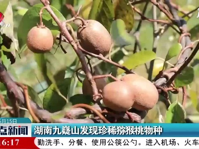 湖南九疑山发现珍稀猕猴桃物种
